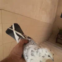 کبوتر‌ مفت|پرنده|تهران, امیر بهادر|دیوار