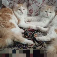 گربه پرشین دورگه