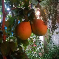 باغچه نقلی و کوچک با۳۶ متر بنا|فروش زمین و ملک کلنگی|رباط‌کریم, پرندک|دیوار