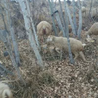 قوچ مغانی اصل|حیوانات مزرعه|مشگین شهر, |دیوار