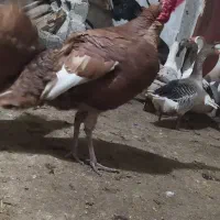 خریدوفروش|حیوانات مزرعه|پیرانشهر, |دیوار