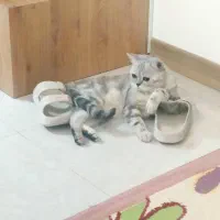 گربه اسکاتیش نر