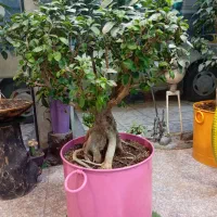 بن سای جنسینگ