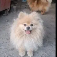 واگذاری جفت پامر