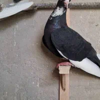 آگهی بخون