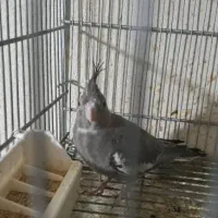 عروس هلندی|پرنده|نظرآباد, نظرآباد|دیوار