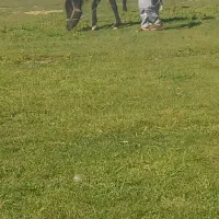 اسب|اسب و تجهیزات اسب‌سواری|اسلام‌‌آباد غرب, |دیوار