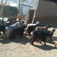 ۵ راس کهره نر چاق|حیوانات مزرعه|بانش, |دیوار