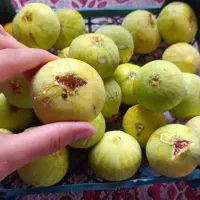 انجیر شیرین عسل