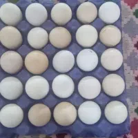 تخم مرغ محلی دارم برای فروش