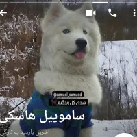 پت (سگ.) پیداشده در منطقه عظیمیه