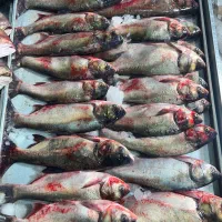 ماهی فیتو ازاد بیگهد درشت|ماهی|زابل, |دیوار