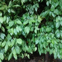 خریدانواع درخت وچوب،(تر)