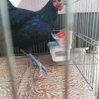 سیاه خروس..بلک استار..ایام سمانی