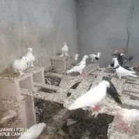 کبوتر|پرنده|خورموج, |دیوار