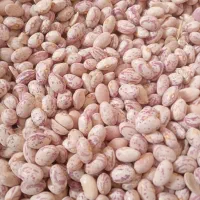 لوبیاقرمز ۲تن  چیتی ۶۰۰کیلو   درشت بفروش میرسد