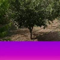فروش باغ ویلا دزفول