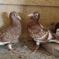 بچ تازه دون خور میولمنز