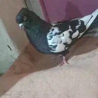 فک کنم نر است کاکلی و پرشی|پرنده|شیروان (خراسان), |دیوار