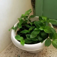 گل برگ بیدی