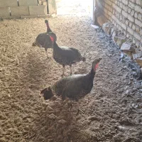 فروش بوقلمون بالغ جوان برنز تازه تخم ،بالای ۸۵درصد|حیوانات مزرعه|رودشت (اصفهان), |دیوار