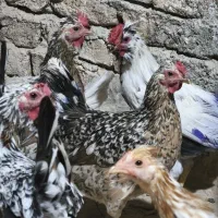 مرغ گلین لری با جوجه|حیوانات مزرعه|هشتگرد, هیو|دیوار