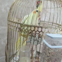 عروس هلندی نر|پرنده|مشهد, امیرآباد|دیوار