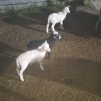 بره رومن و رومانوف|حیوانات مزرعه|لاهیجان, بازکیاگوراب|دیوار