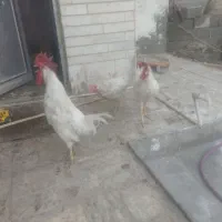 مرغ خانگی|حیوانات مزرعه|سراوان, |دیوار