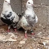 کبوتر|پرنده|رشت, حومه رشت|دیوار