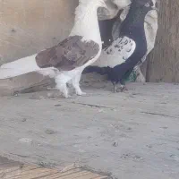 کفتره ببهونی بزن|پرنده|شیراز, شهرک گلها|دیوار