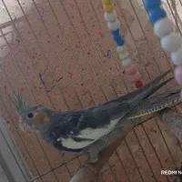 عروس هلندی نر