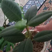 گل طبیعی|گل و گیاه طبیعی|قائن, |دیوار