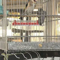 دوستان عشق باز سهر تازه داره صاف میکنه|پرنده|محمدشهر, محمدشهر|دیوار