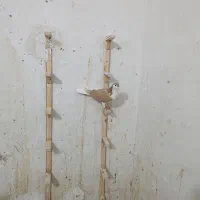 کفتر راست زرد|پرنده|قائن, |دیوار