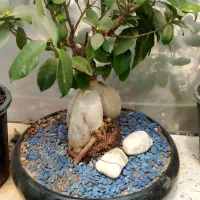 بهترین گل های خانه برای شما|گل و گیاه طبیعی|خوی, |دیوار