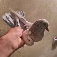 جوجه خوشخال