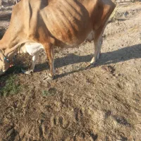 گاو و گوساله نر|حیوانات مزرعه|جلگه چاه هاشم, |دیوار