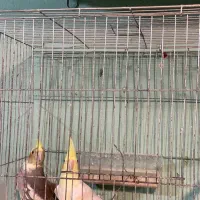 عروس هلندی نره و ماده|پرنده|ماسال, |دیوار