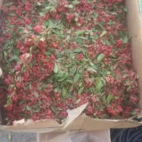 زرشک تازه پفکی