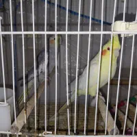 عروس هلندی بالغ