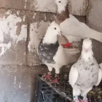 کبوتر|پرنده|گتوند, |دیوار