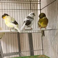 قناری گلاستر