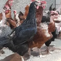 مرغ تخمگذار گلپایگانی
