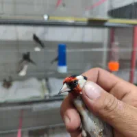 سهره سیره سره|پرنده|قم, ناصردیوان|دیوار