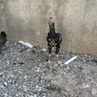 خروس مرغ لاری افغان پاکستانی|حیوانات مزرعه|تفرش, |دیوار