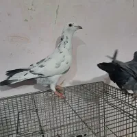 کبوتر پلاکی