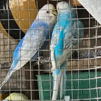 پرنده مرغ عشق