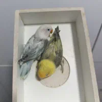 طوطی برزیلی پاربلو|پرنده|قرچک, میرزائی شمالی|دیوار