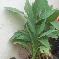 فروش گل حسن یوسف محلی|گل و گیاه طبیعی|برازجان, |دیوار